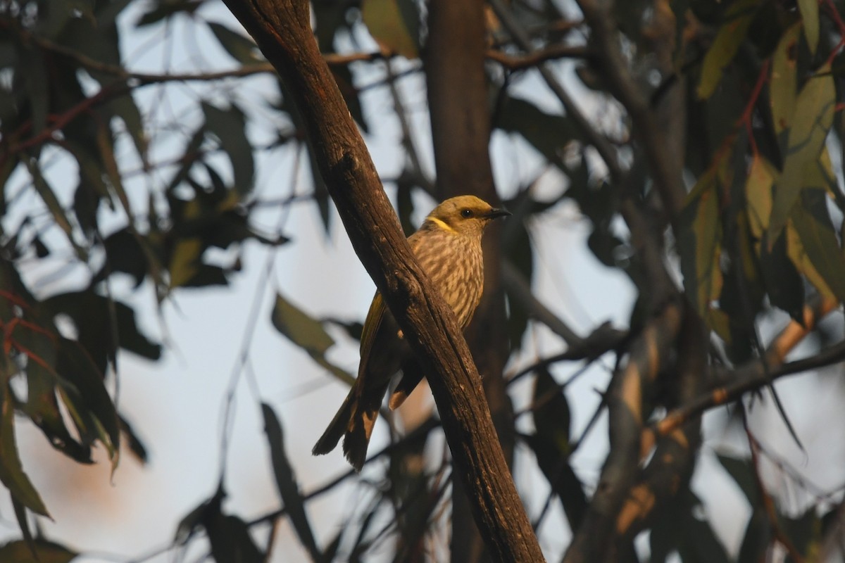 Yellow-plumed Honeyeater - ML645254249
