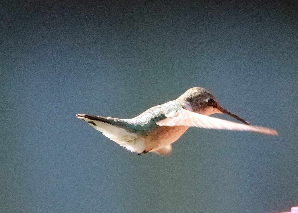 Black-chinned Hummingbird - ML645254250