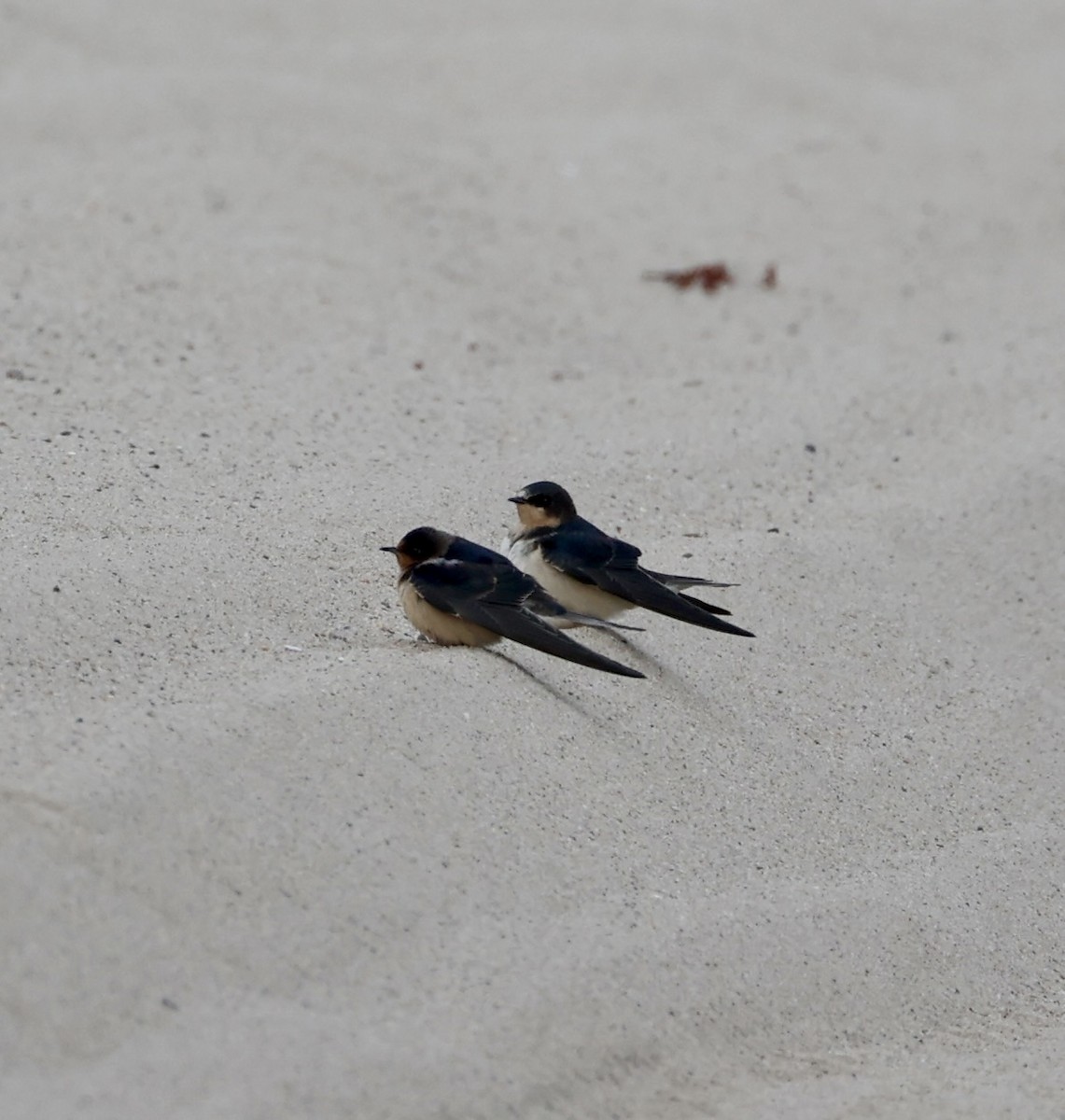 Barn Swallow - ML645254254