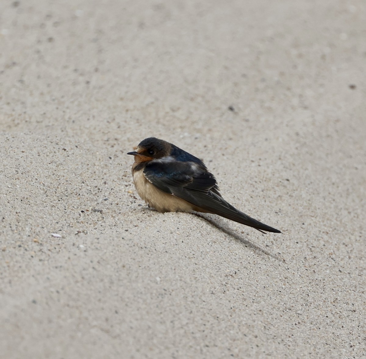 Barn Swallow - ML645254261