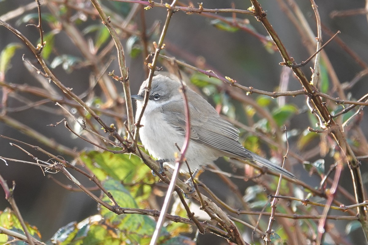 白喉林鶯 - ML645254263