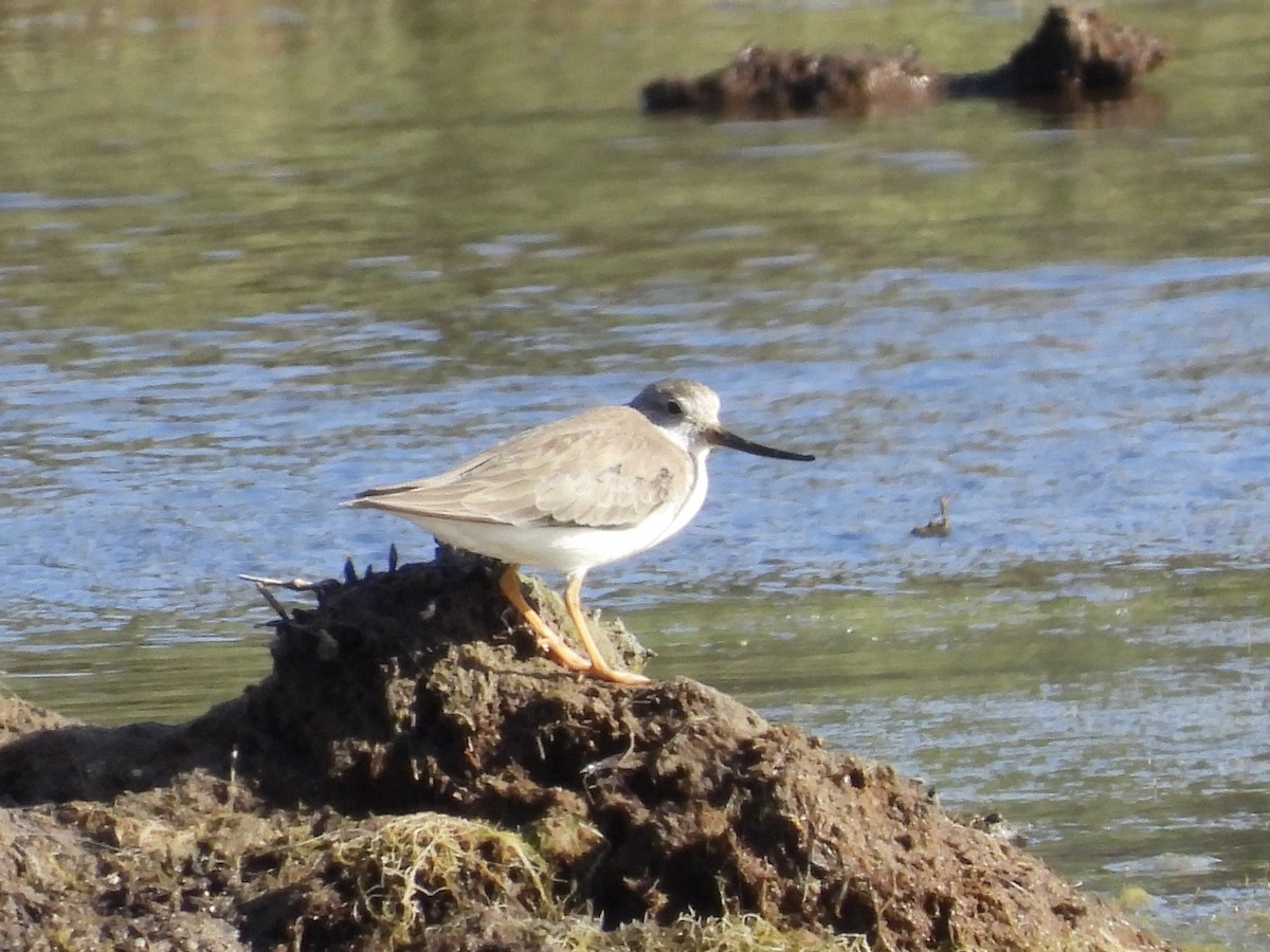 ソリハシシギ - ML645254265