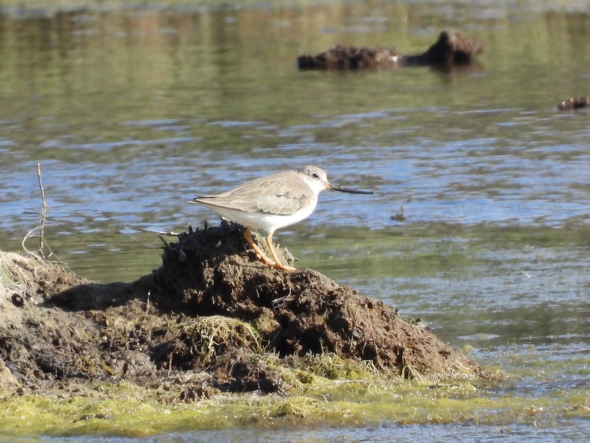 ソリハシシギ - ML645254266