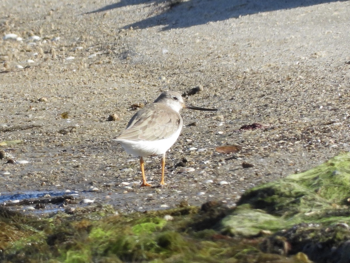 ソリハシシギ - ML645254267