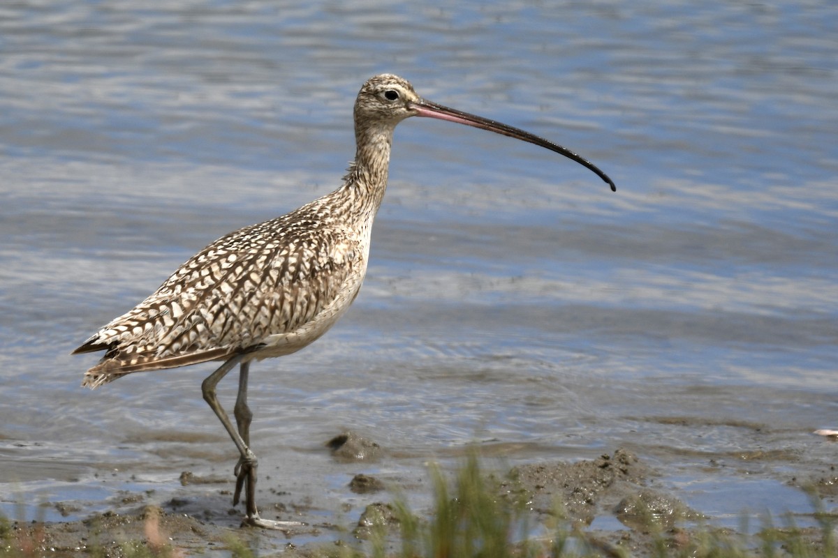Long-billed Curlew - ML645254273