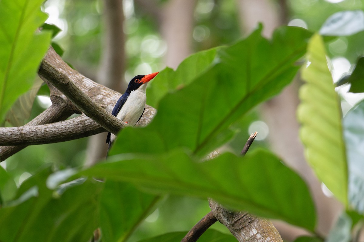 sundaisfugl - ML645254278