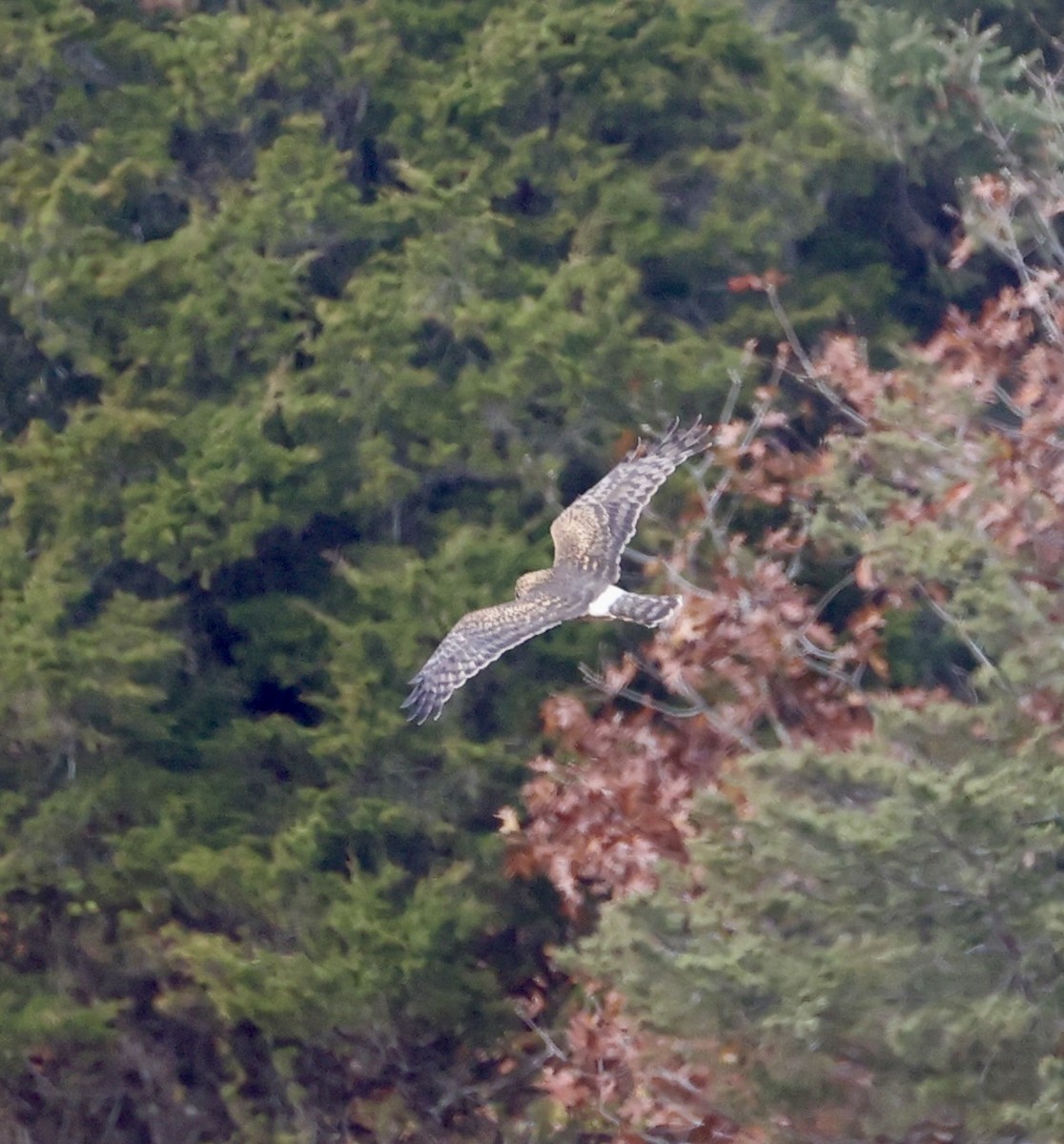 Лунь американський - ML645254280