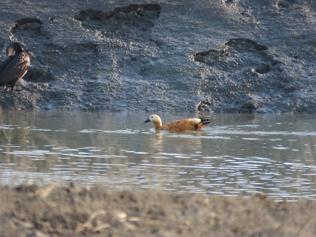 Огарь - ML645254283