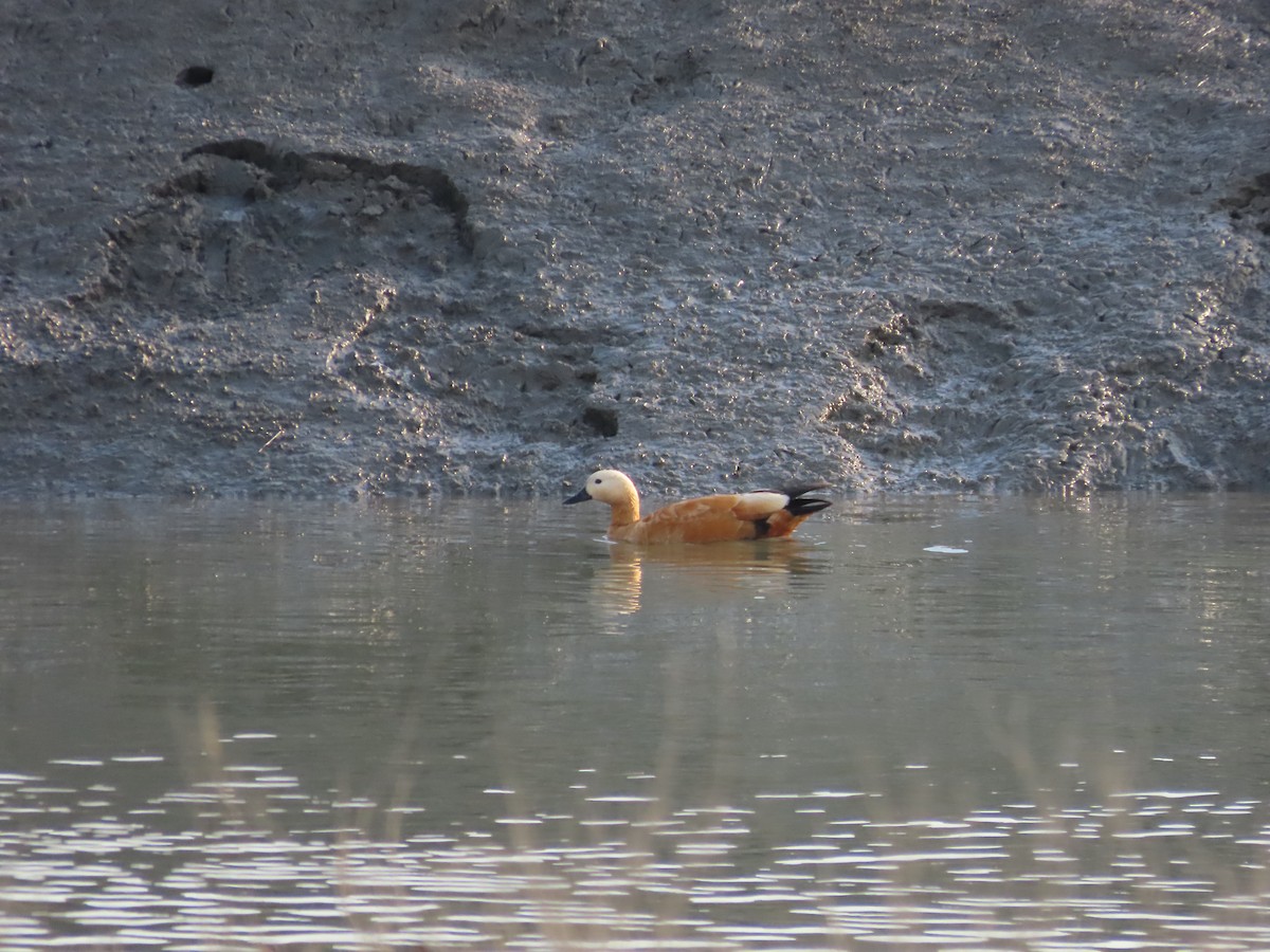 Огарь - ML645254284