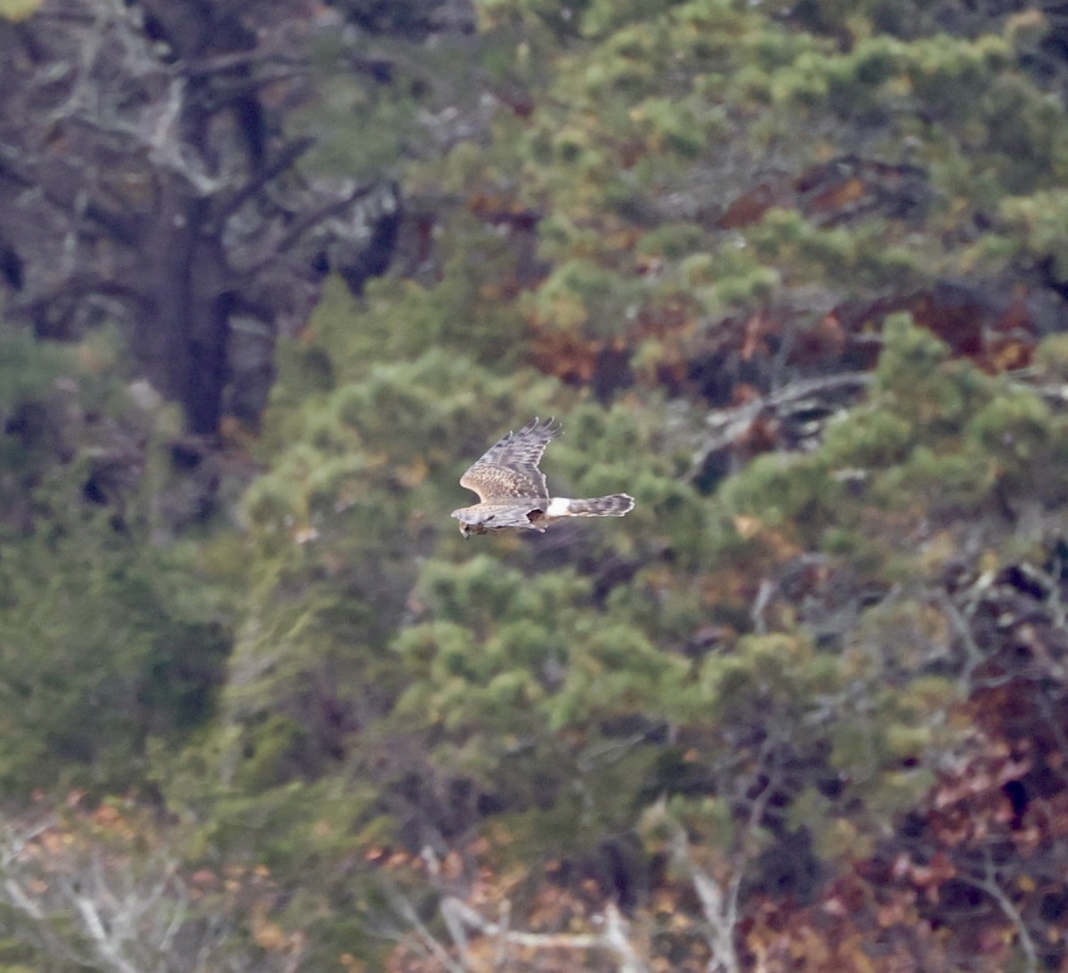 Лунь американський - ML645254287