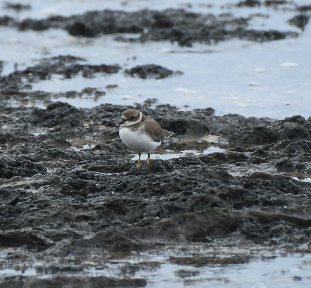Перепончатопалый галстучник - ML645254288