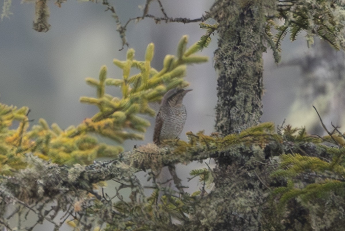 Вертишейка - ML645254289