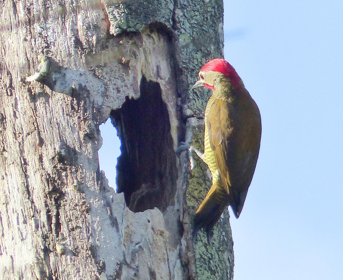 Рубиновоусый дятел - ML645254290