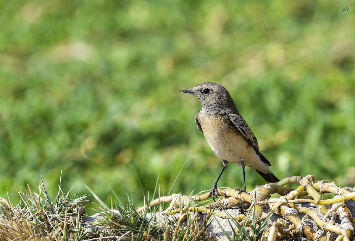 Каменка-плешанка - ML645254291