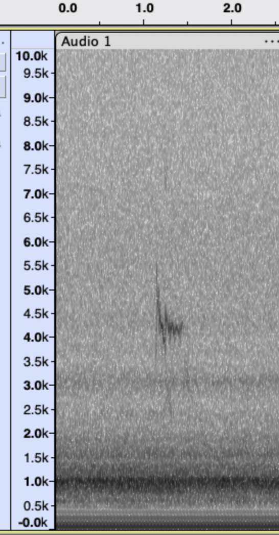 птица sp. - ML645254293