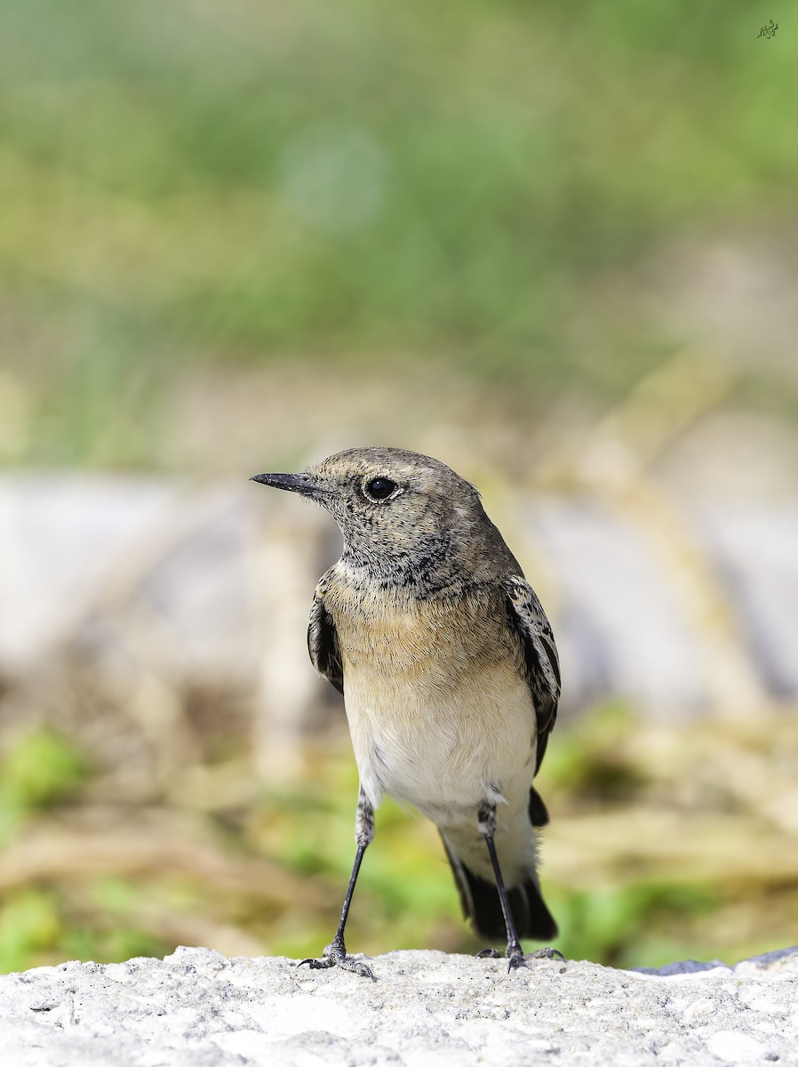 Каменка-плешанка - ML645254294