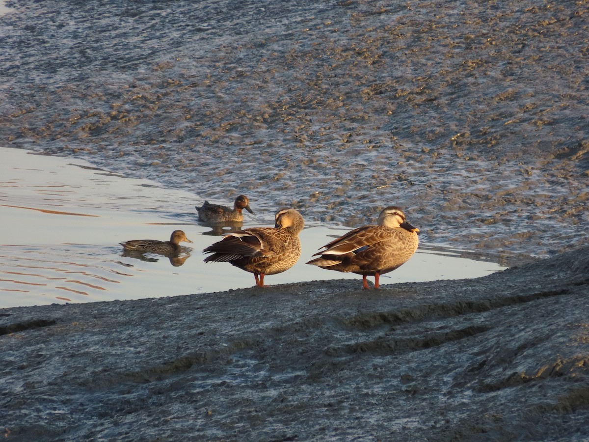 Чёрная кряква - ML645254295