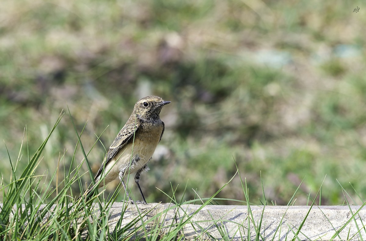Каменка-плешанка - ML645254296