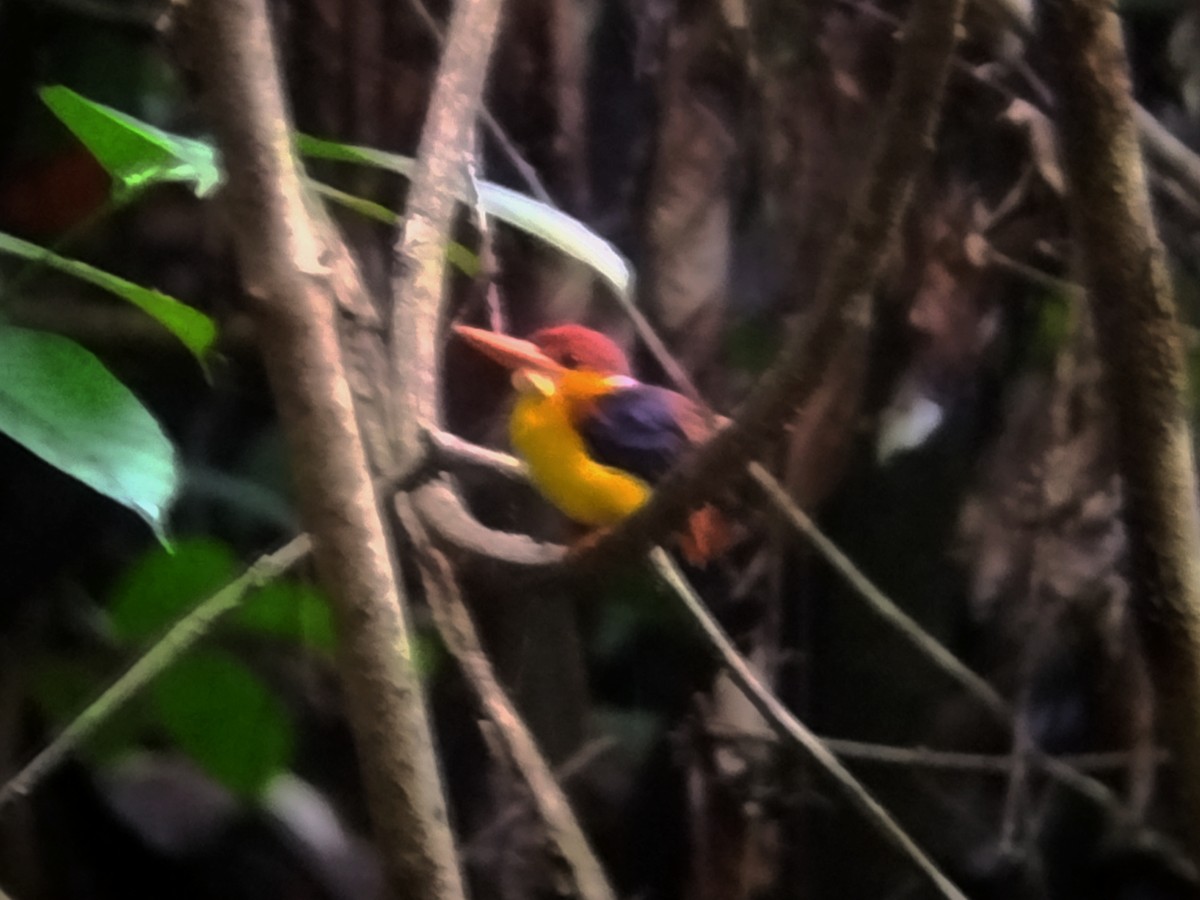 Rufous-backed Dwarf-Kingfisher - ML645254297