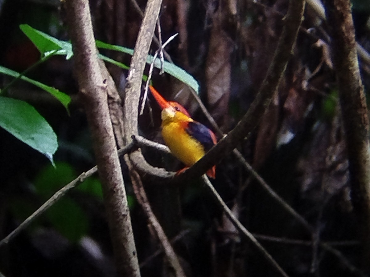 Rufous-backed Dwarf-Kingfisher - ML645254298