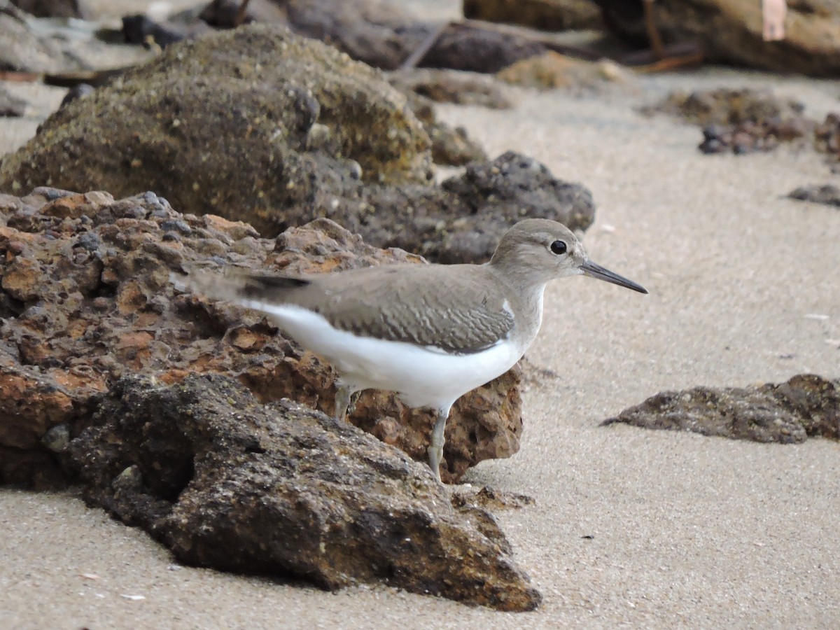 Перевозчик - ML645254299