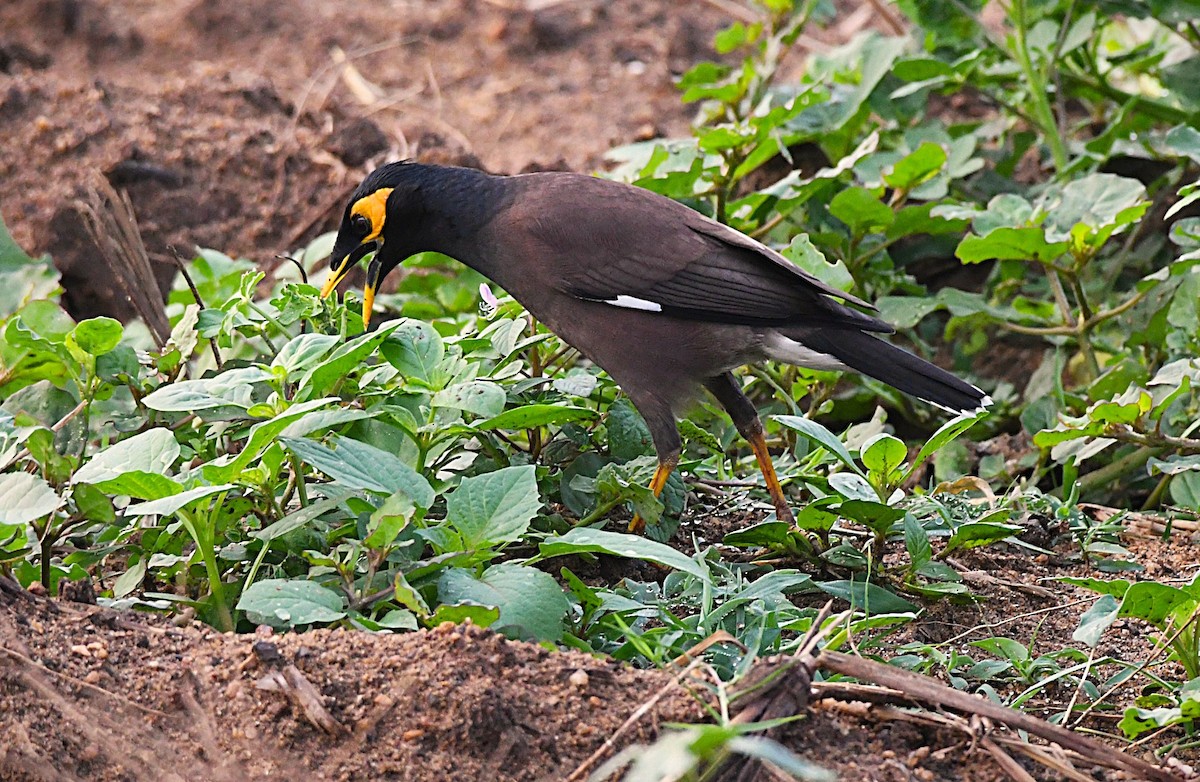 Майна - ML645254301