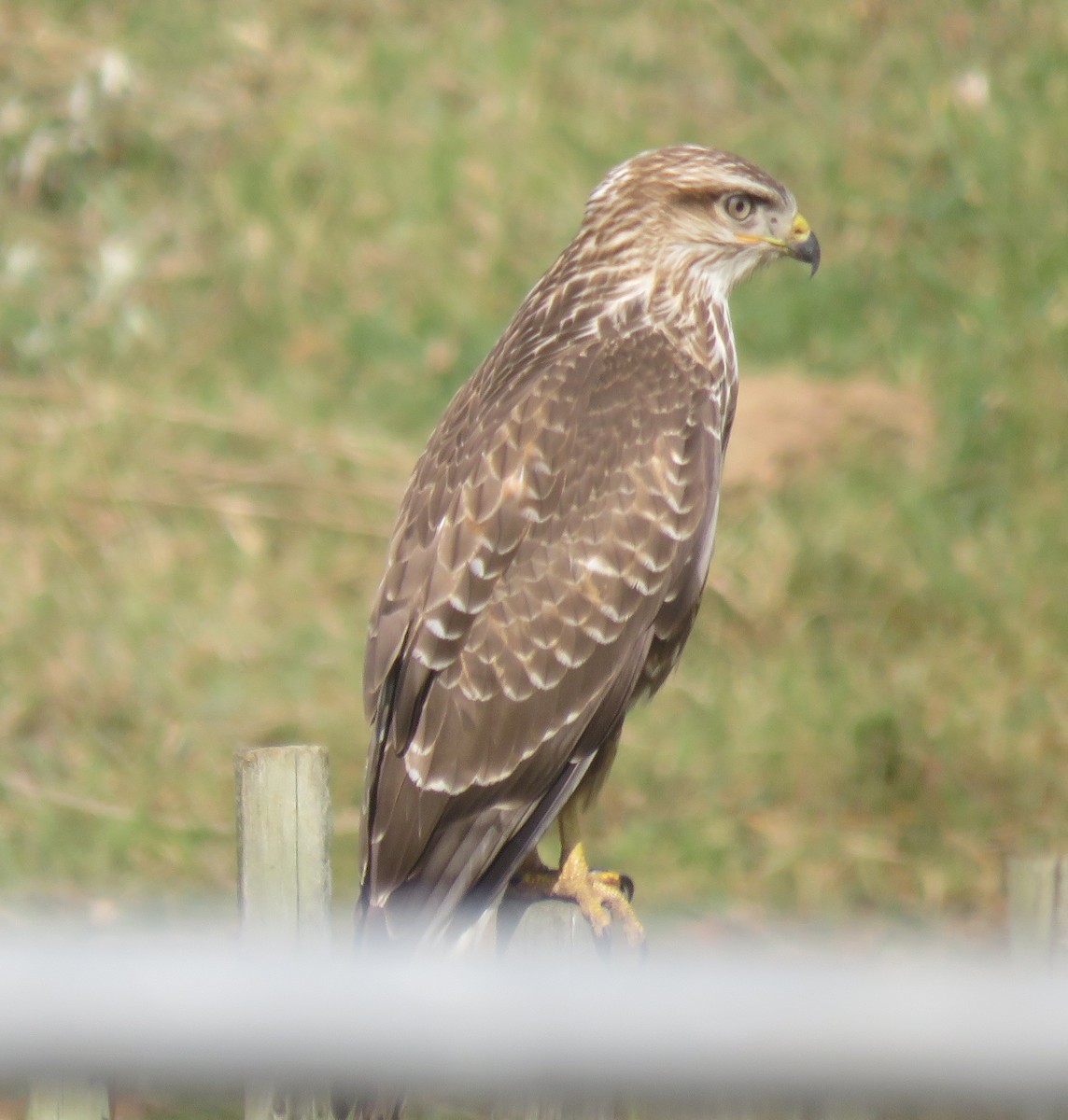 Лесной канюк - ML645254305