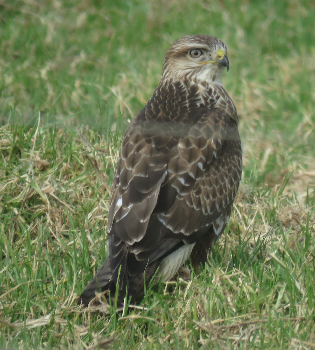 Лесной канюк - ML645254306