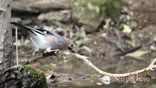 Сойка - ML645254307