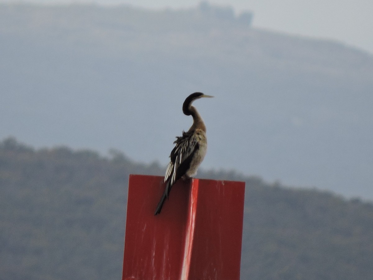 Австралийская змеешейка - ML645254308