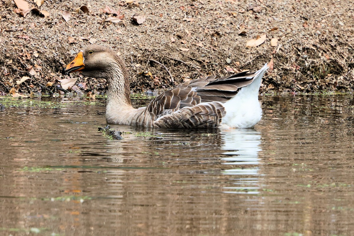 Одомашенный гусь sp. (Одомашенного типа) - ML645254309