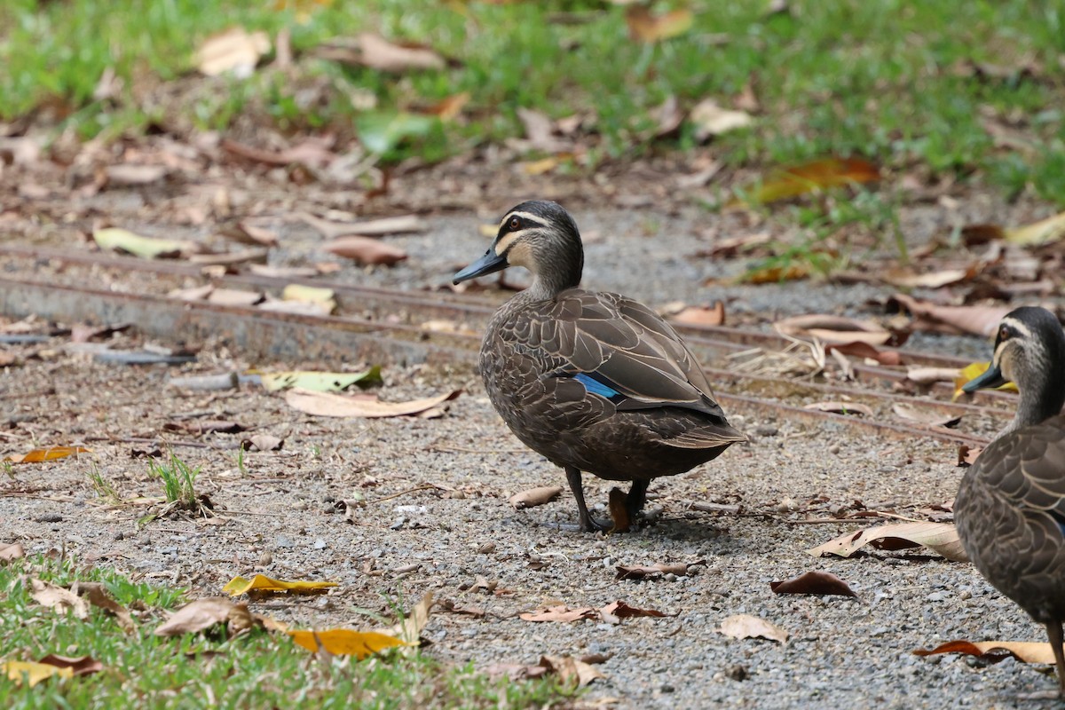 Серая кряква - ML645254310