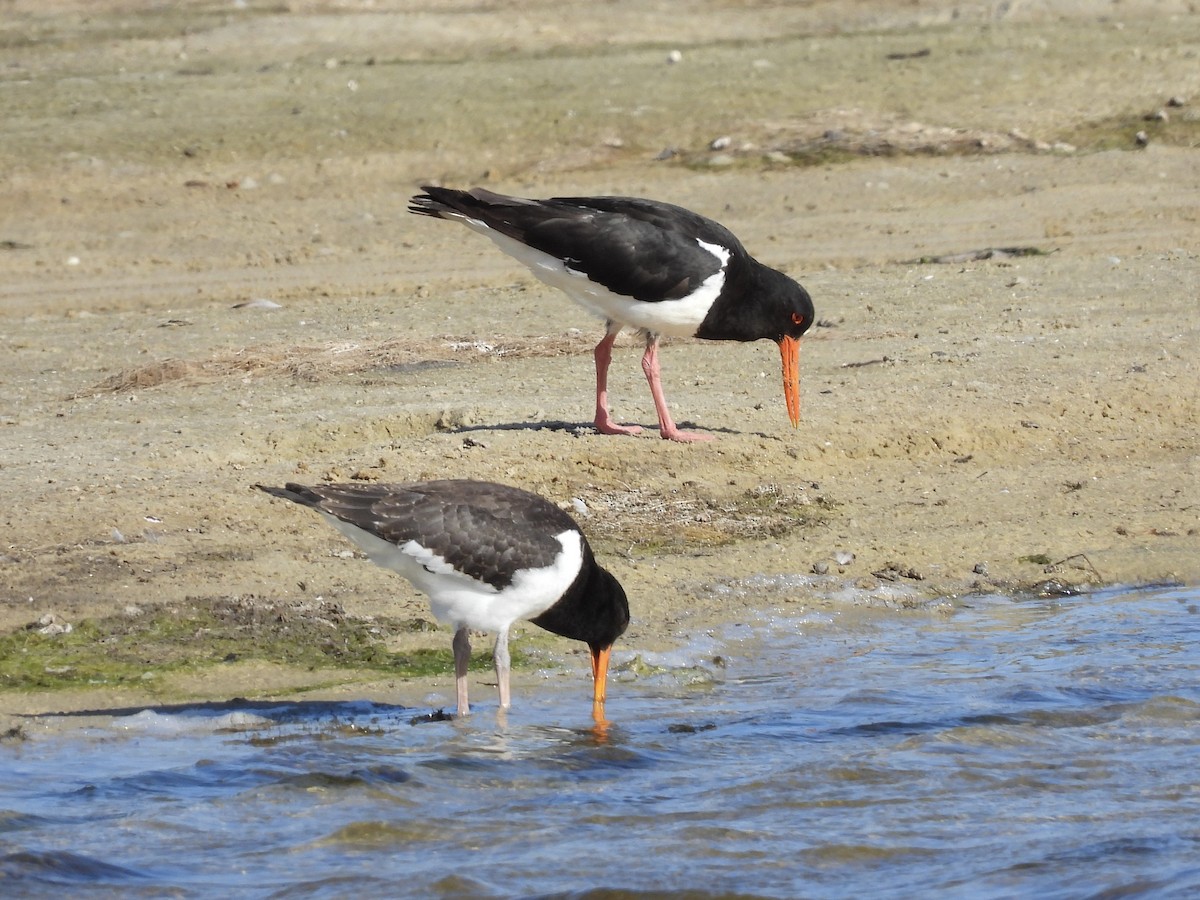 Длинноклювый кулик-сорока - ML645254311