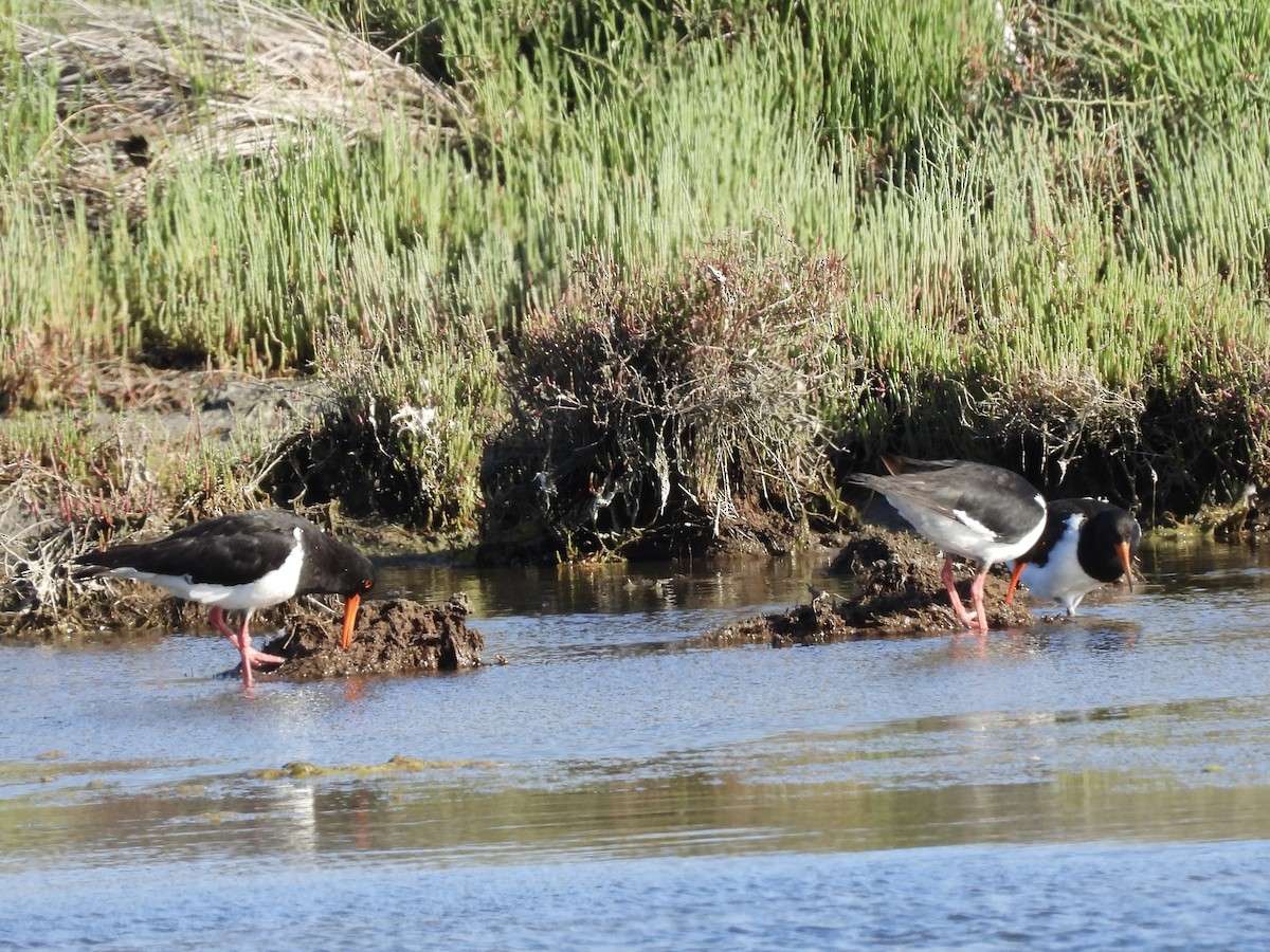 Длинноклювый кулик-сорока - ML645254312