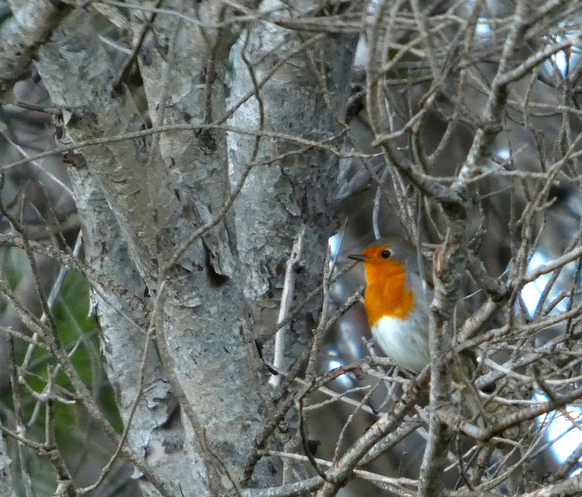 Зарянка - ML645254313