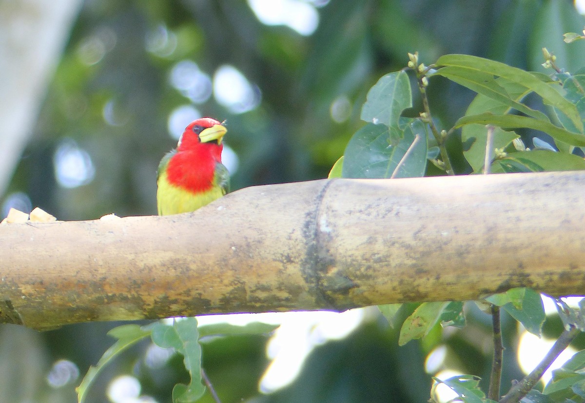 Андская бородатка - ML645254314