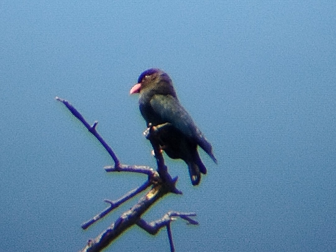 Восточный широкорот - ML645254315