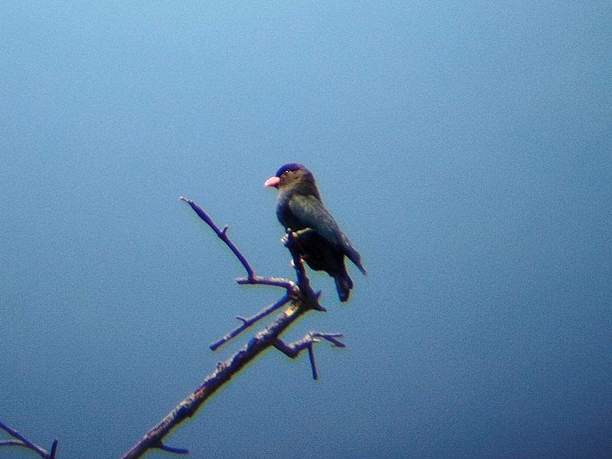 Восточный широкорот - ML645254316