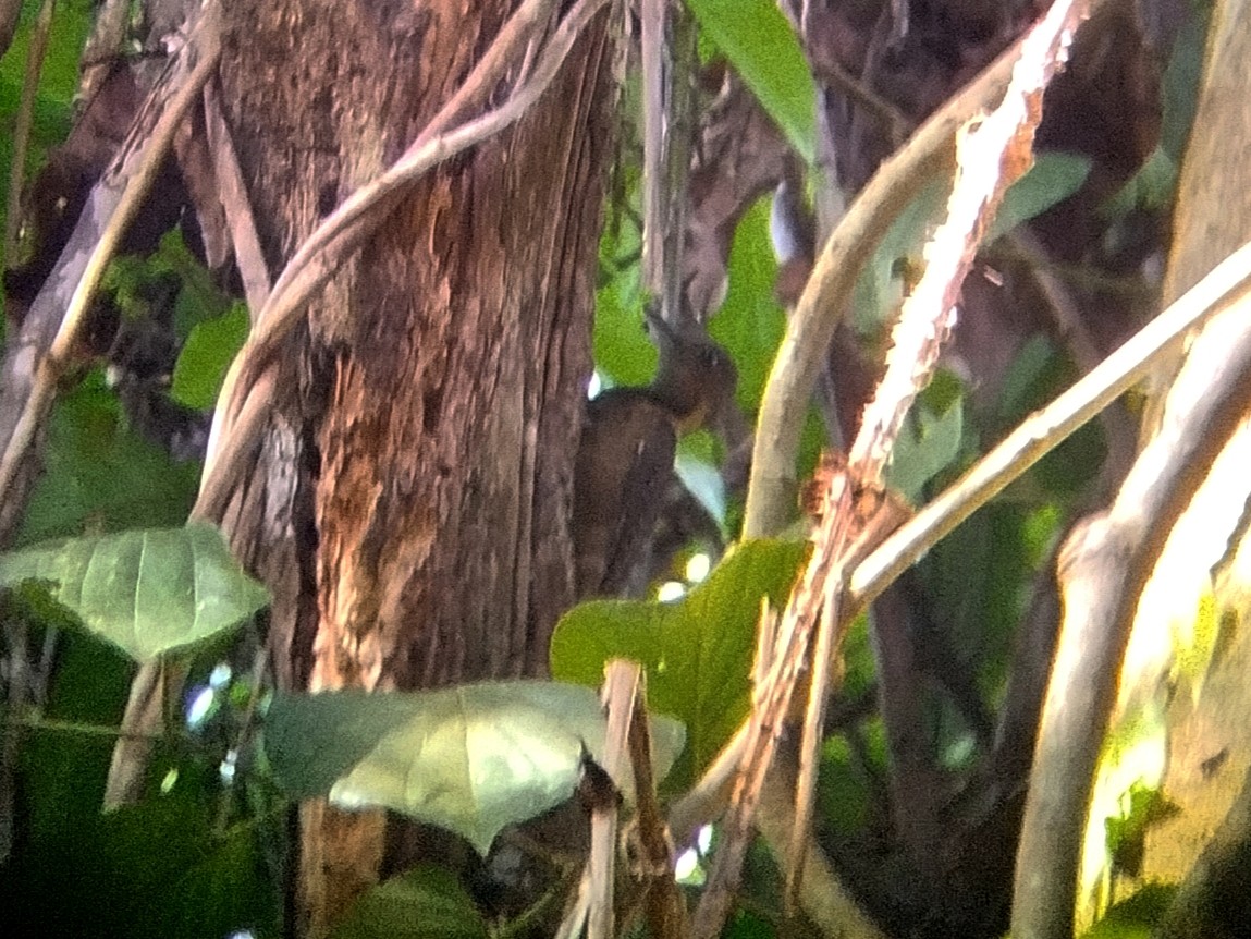 Tukkispecht - ML645254320