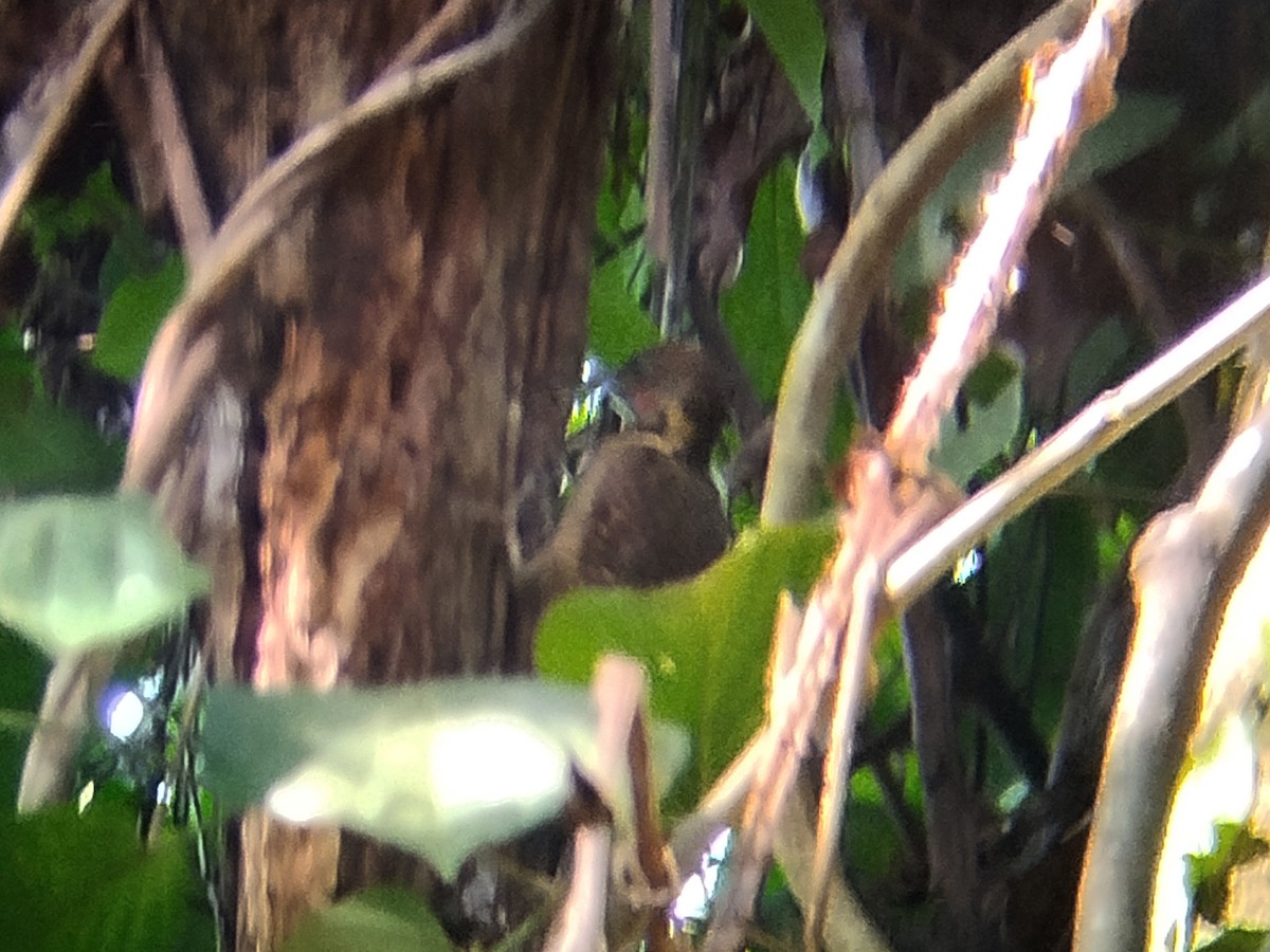 Tukkispecht - ML645254321