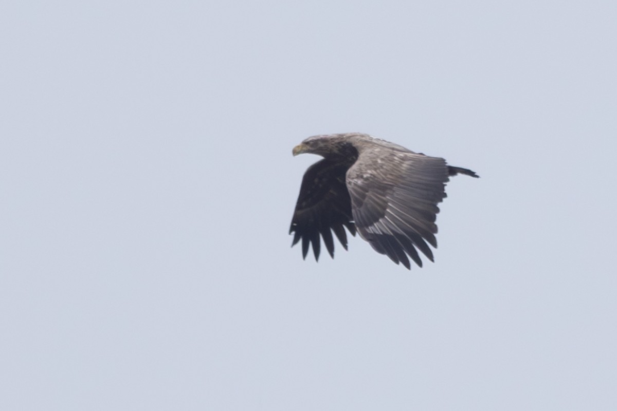 havørn - ML645254332