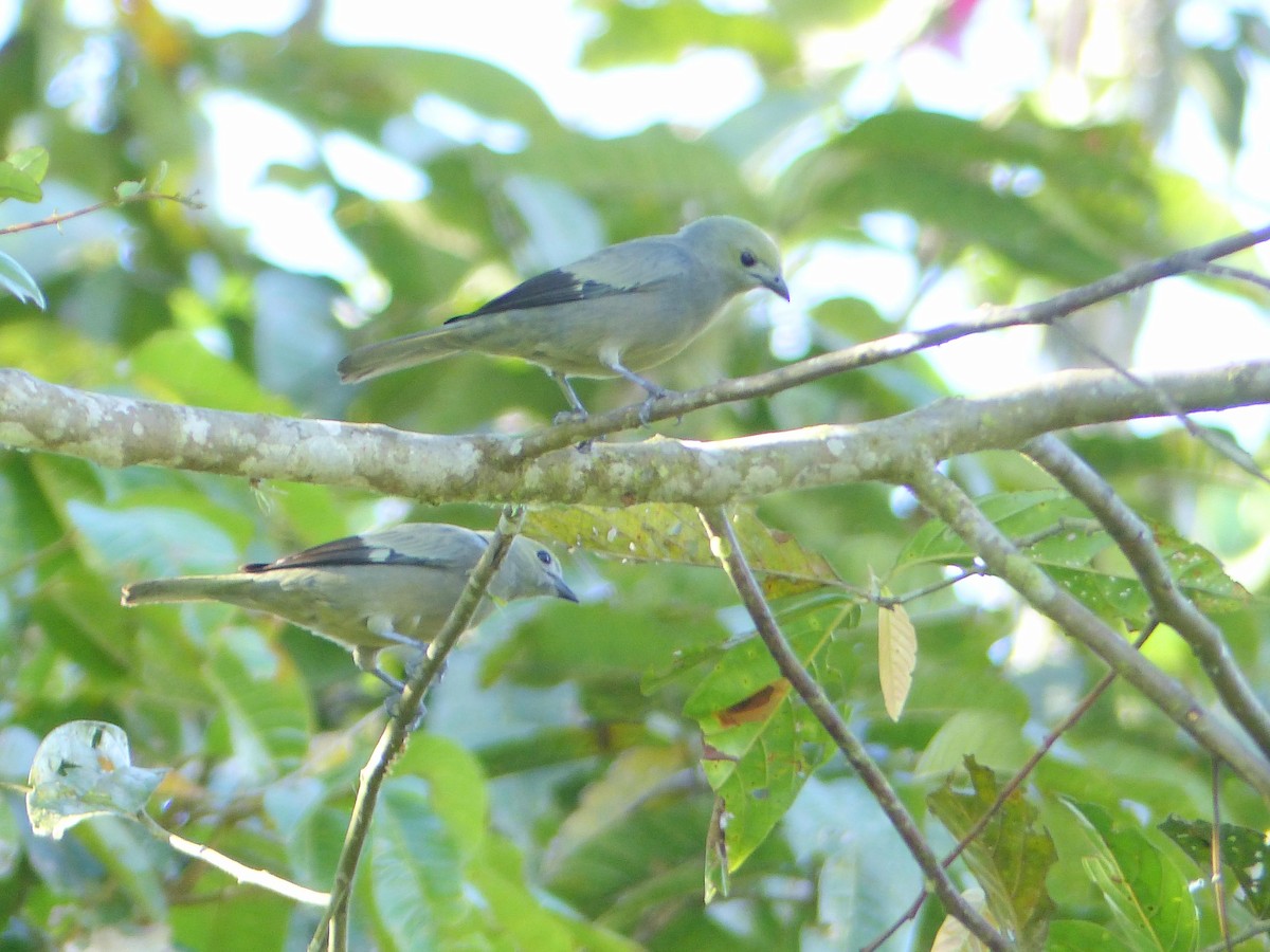 Tangara des palmiers - ML645254335