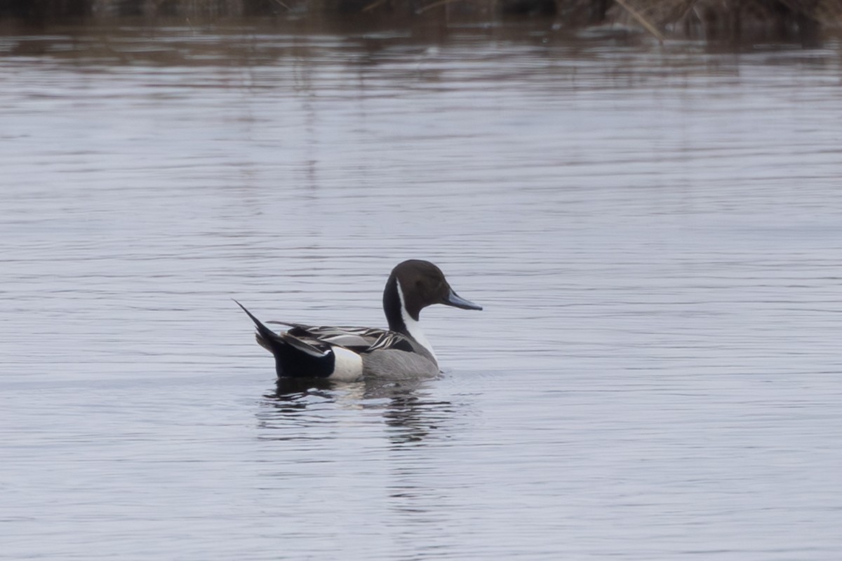 stjertand - ML645254348