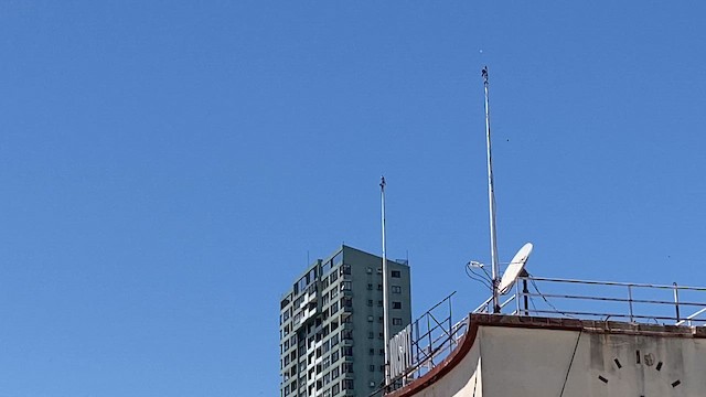 American Kestrel - ML645254349