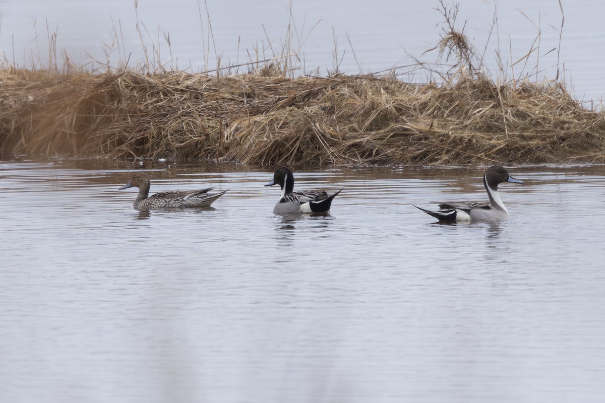 stjertand - ML645254350