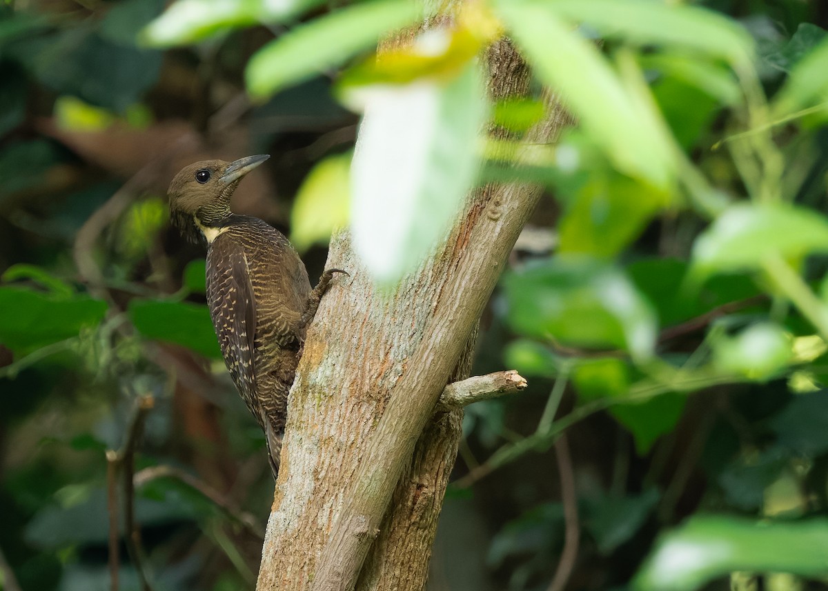 Tukkispecht - ML645254351