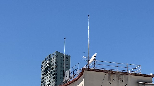 American Kestrel - ML645254352