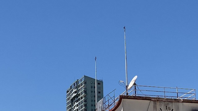 American Kestrel - ML645254353