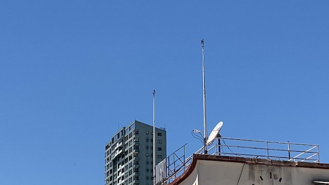 American Kestrel - ML645254354