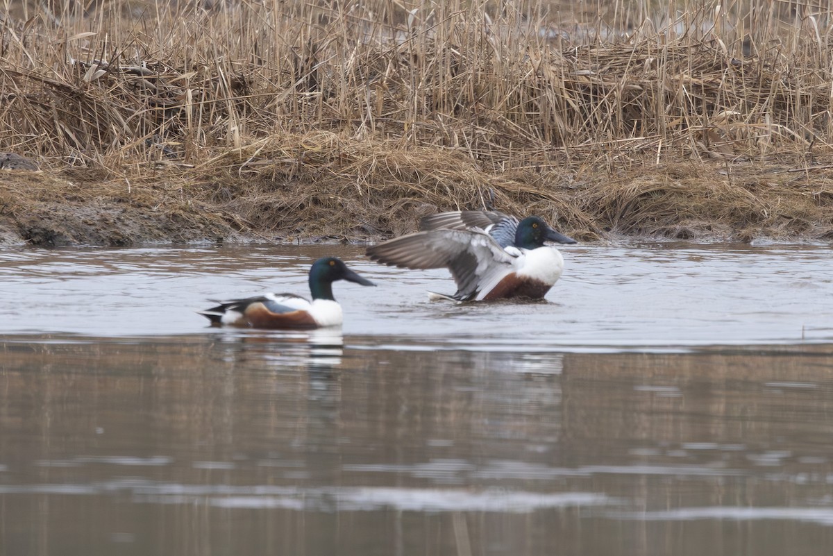 skjeand - ML645254358